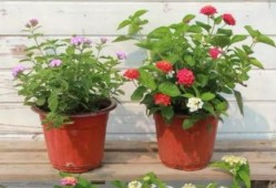 重庆陈先生最新爆料视频,揭秘背后惊人真相